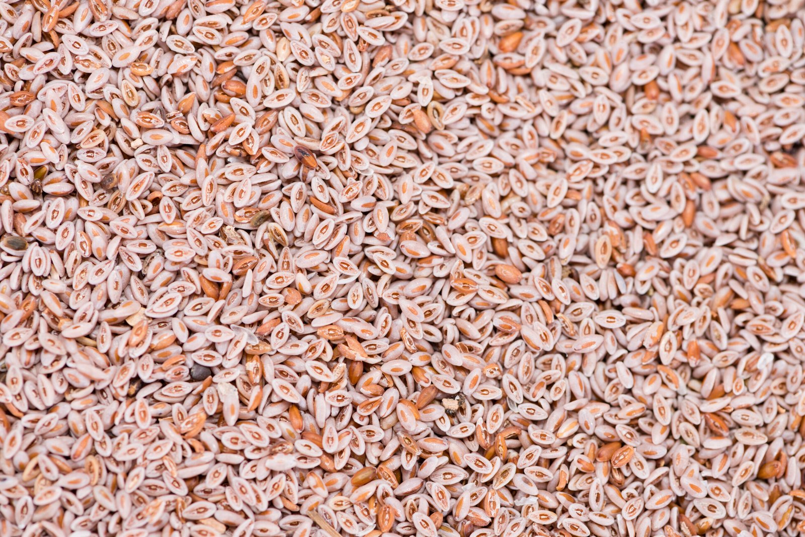 psyllium seeds background