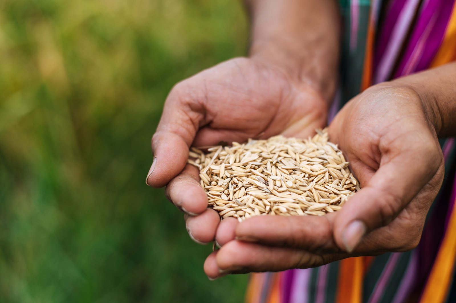 close up farmer hands holding rice grains